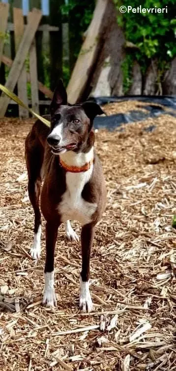 sundae adozione levrieri greyhound 1