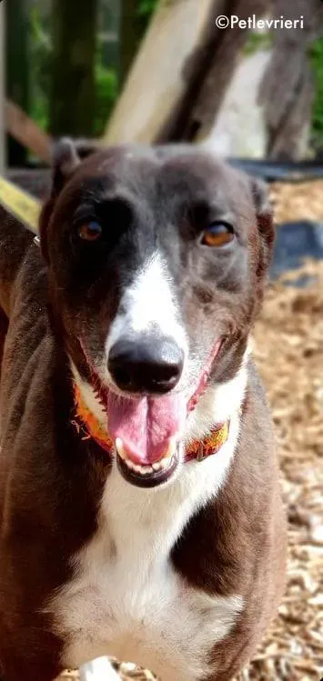 sundae adozione levrieri greyhound 2