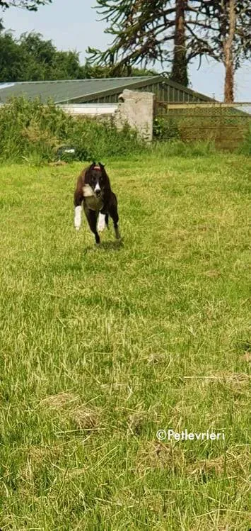 sundae adozione levrieri greyhound 3