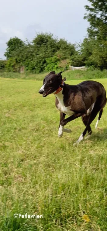 sundae adozione levrieri greyhound 4