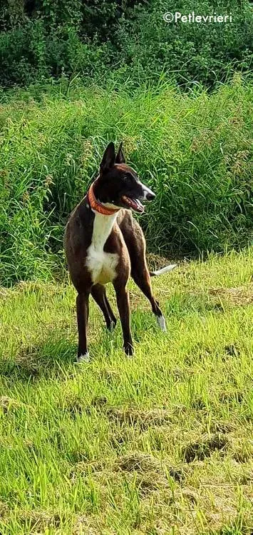 sundae adozione levrieri greyhound 5