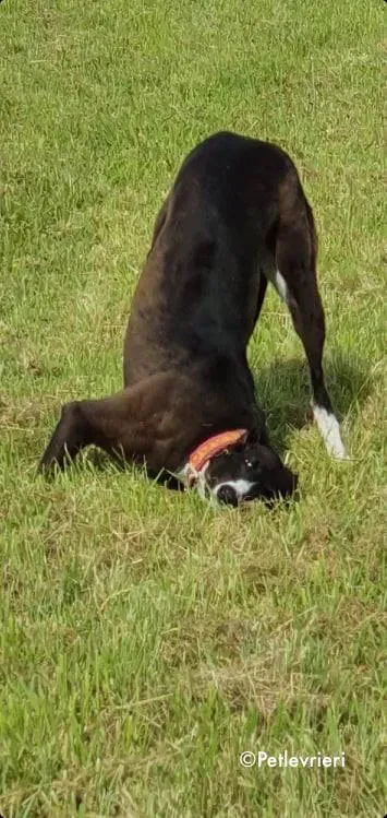 sundae adozione levrieri greyhound 6