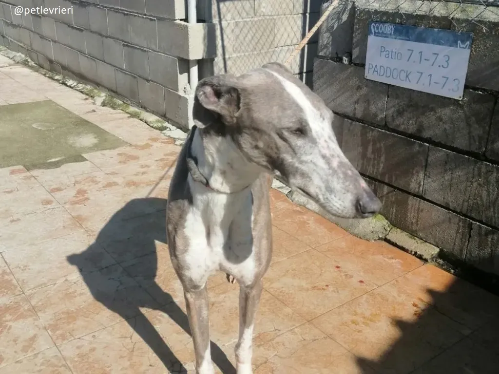 sunshine adozione galgo 1