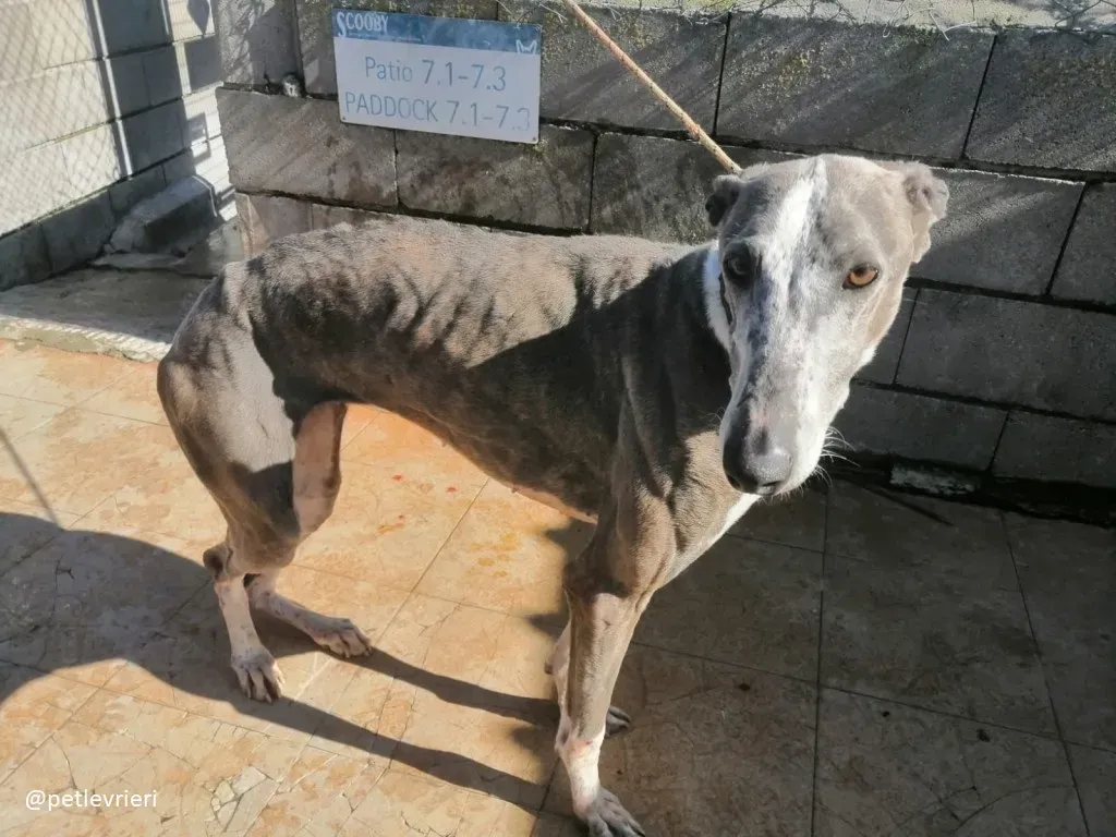 sunshine adozione galgo 2