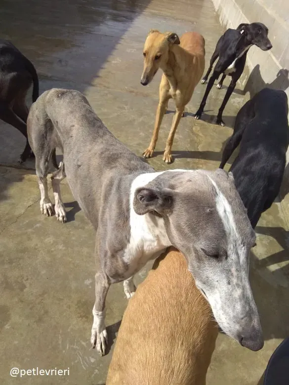 sunshine adozione galgo 3