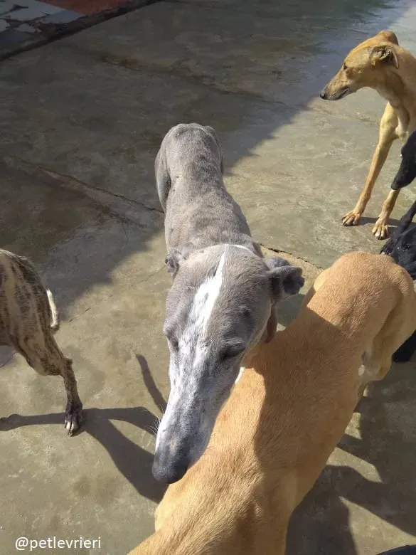 sunshine adozione galgo 4