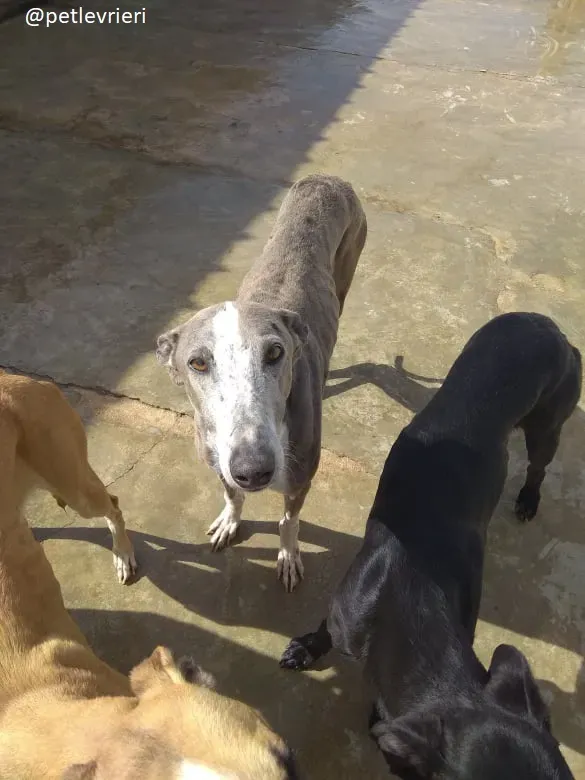 sunshine adozione galgo 5