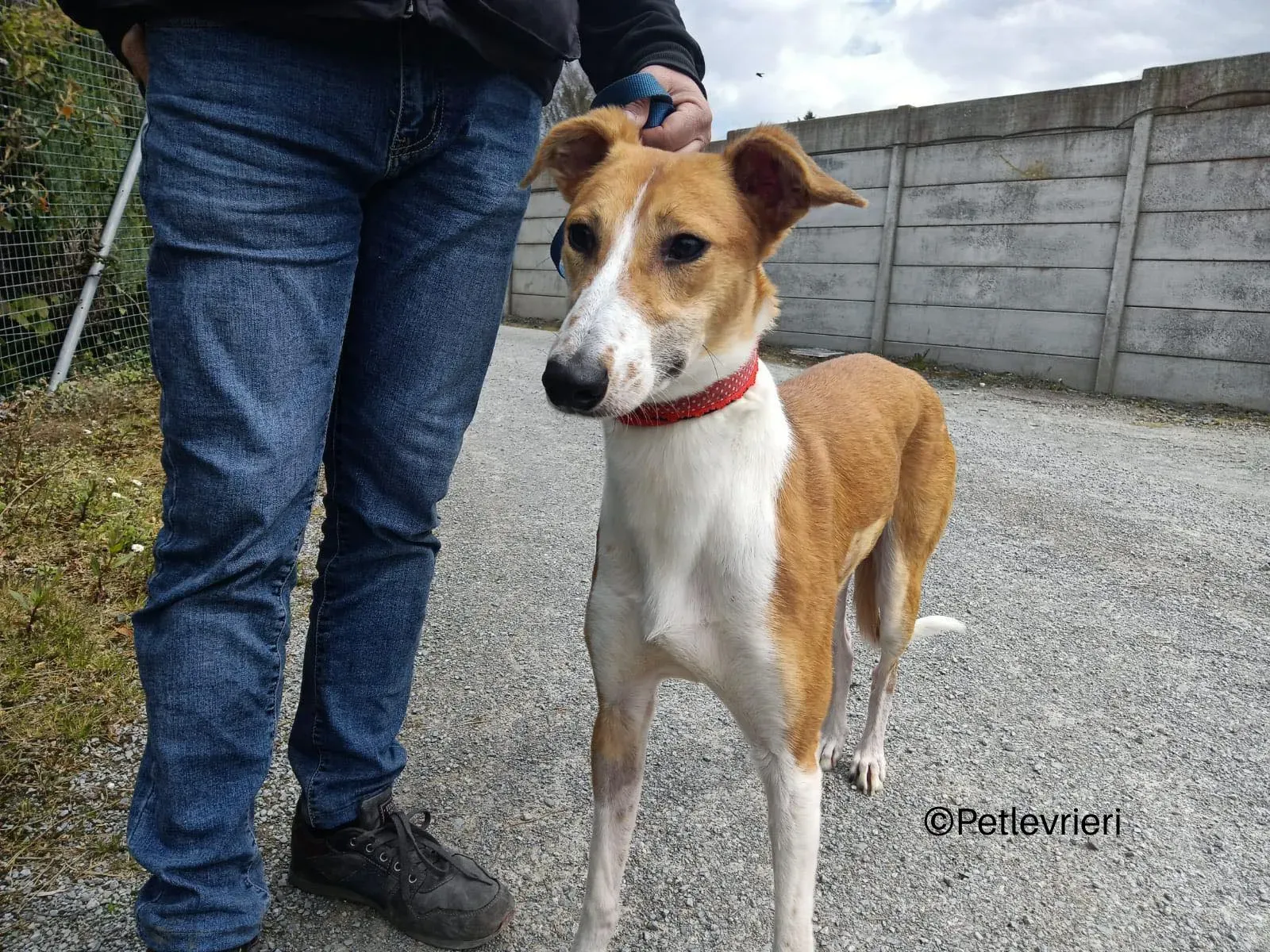 sunshine lurcher whippet petlevrieri 01