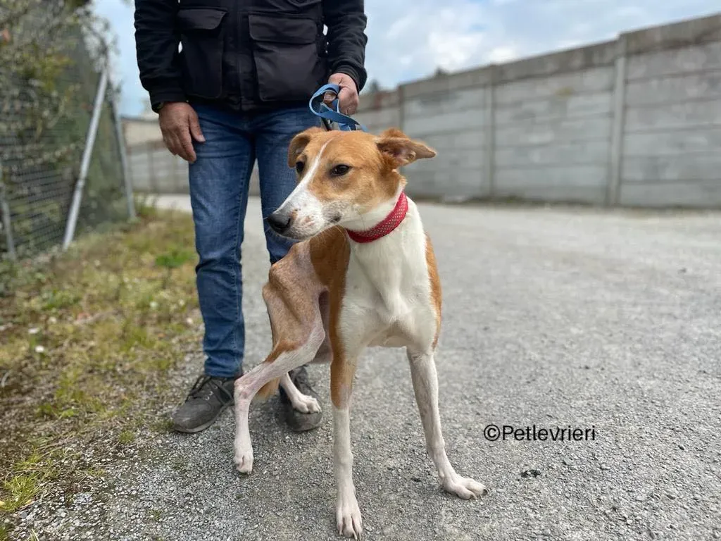 sunshine lurcher whippet petlevrieri 02