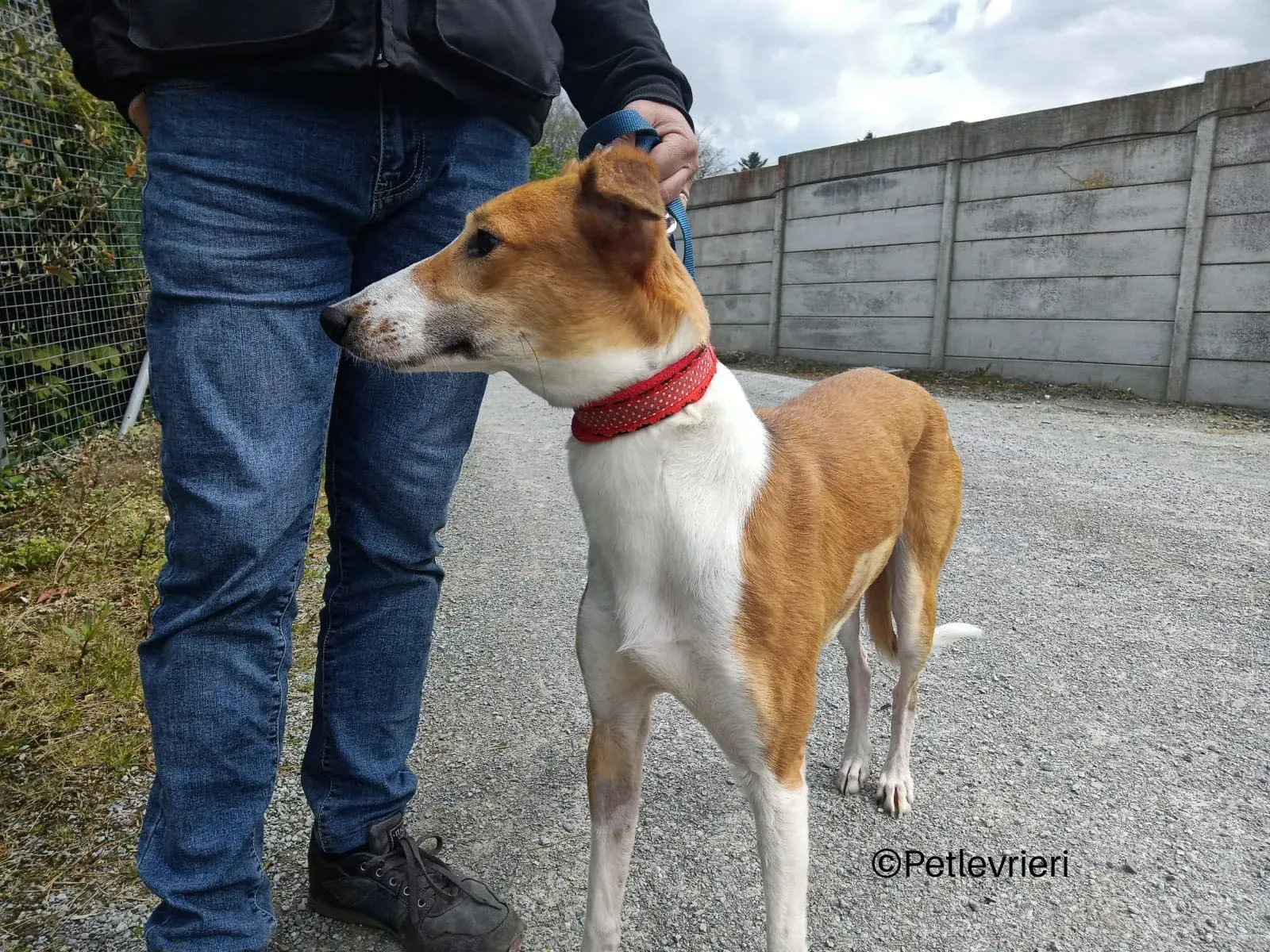 sunshine lurcher whippet petlevrieri 03