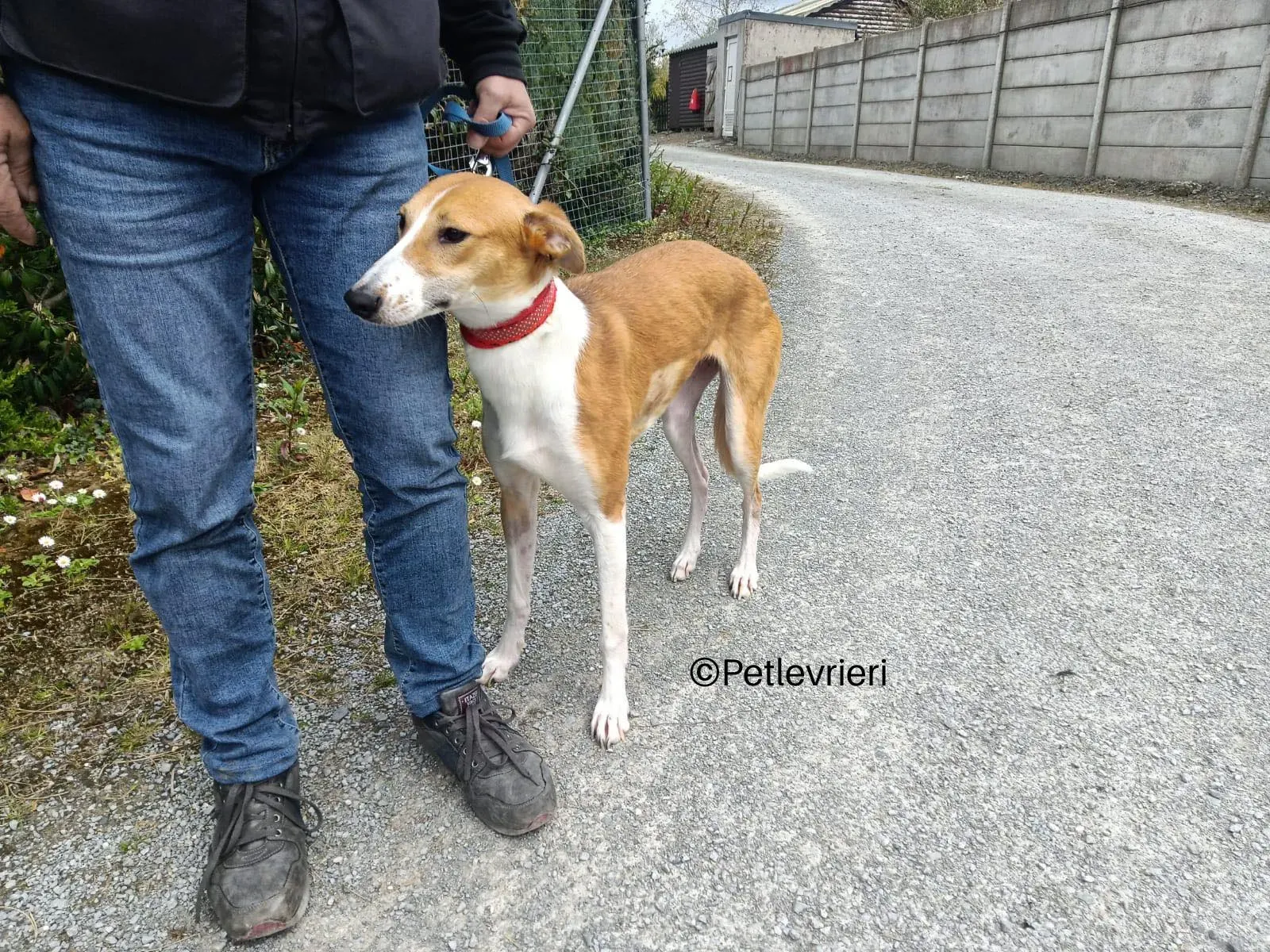 sunshine lurcher whippet petlevrieri 04