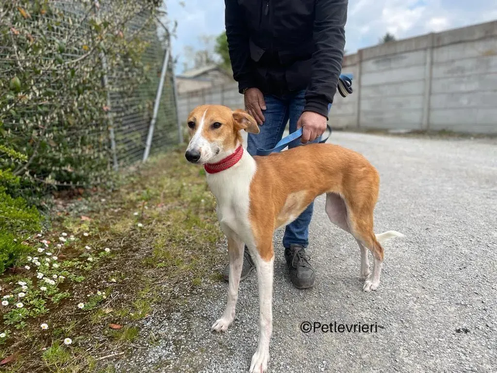 sunshine lurcher whippet petlevrieri 05