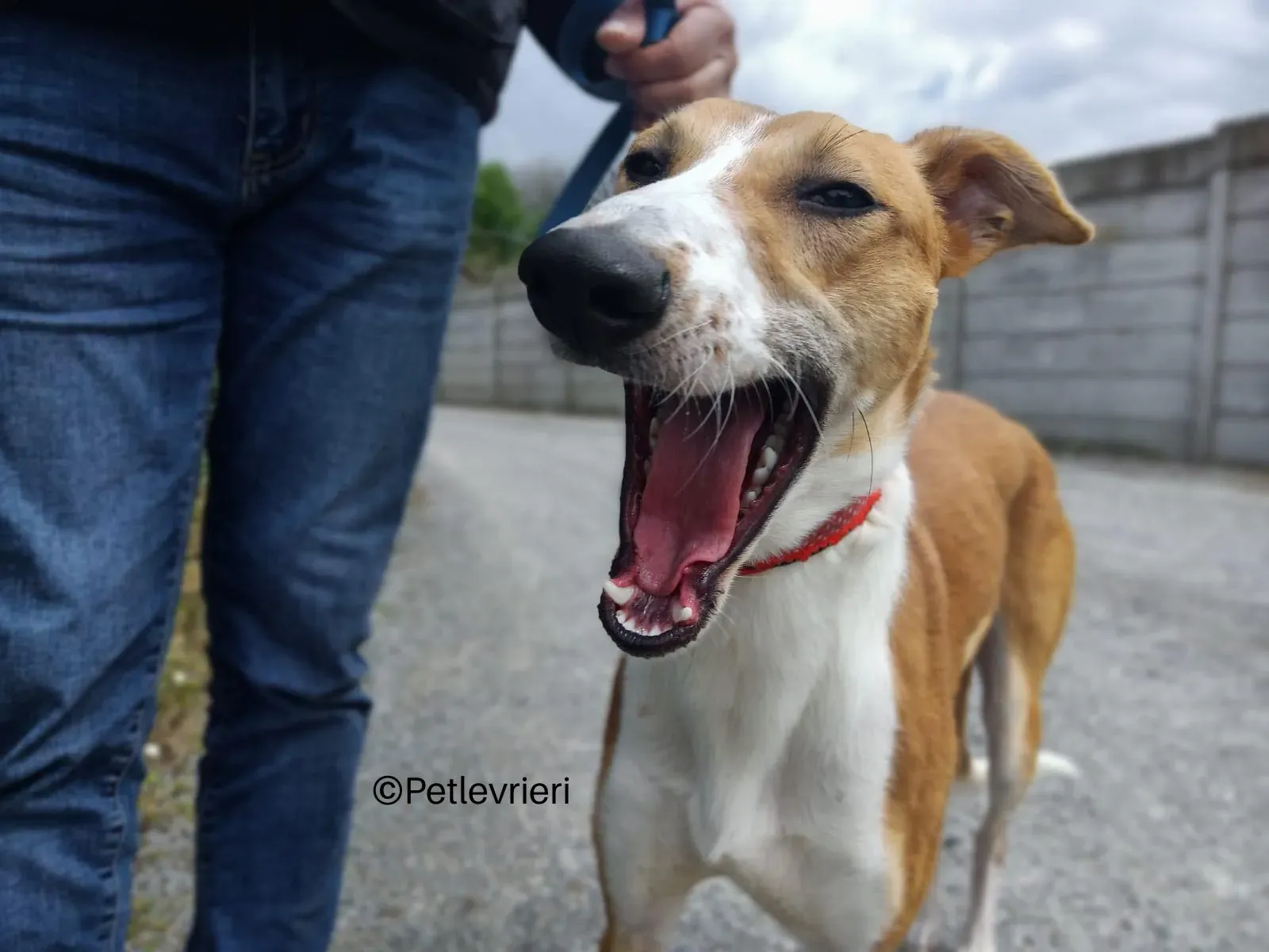 sunshine lurcher whippet petlevrieri 06