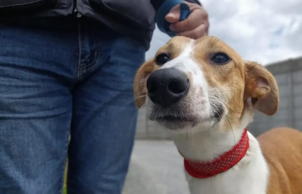 sunshine lurcher whippet petlevrieri 07 e1653339096819