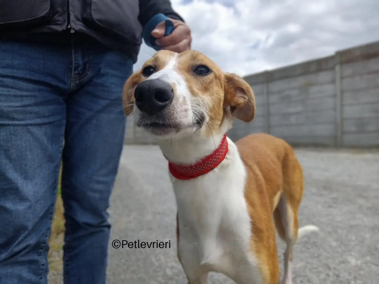 sunshine lurcher whippet petlevrieri 07