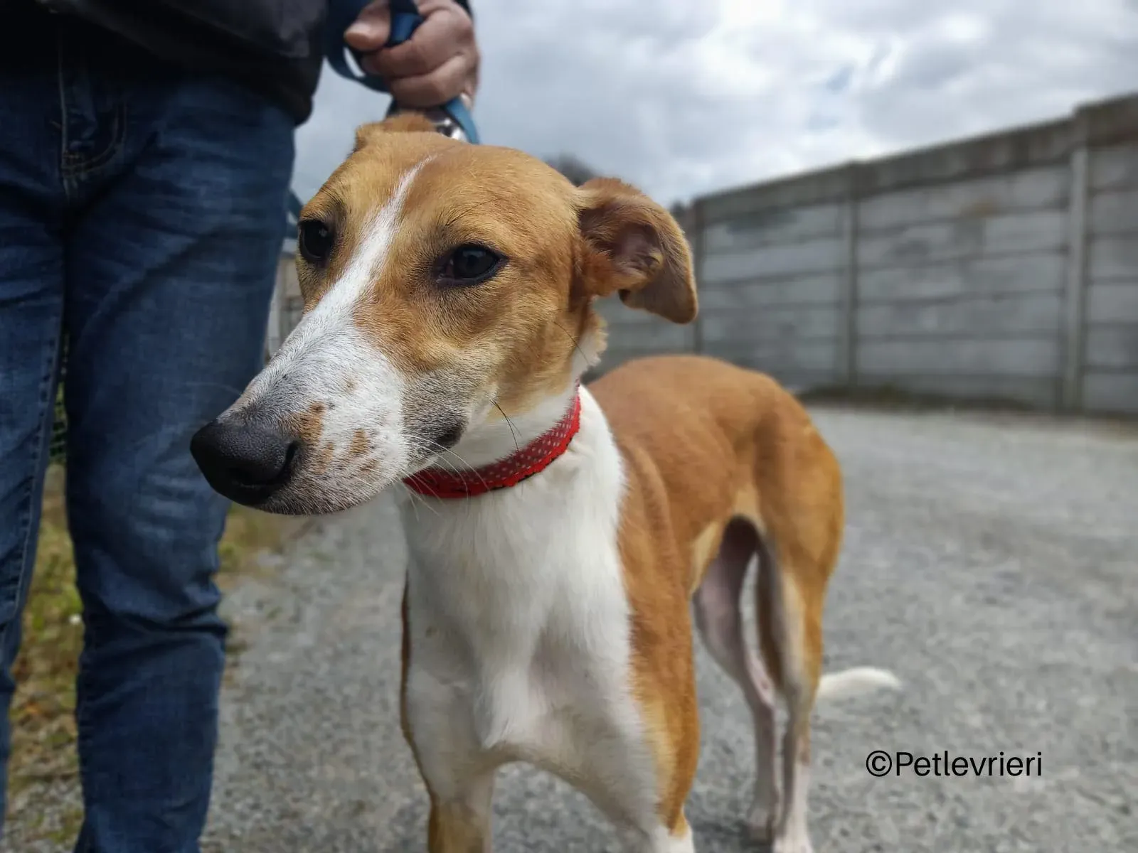 sunshine lurcher whippet petlevrieri 08