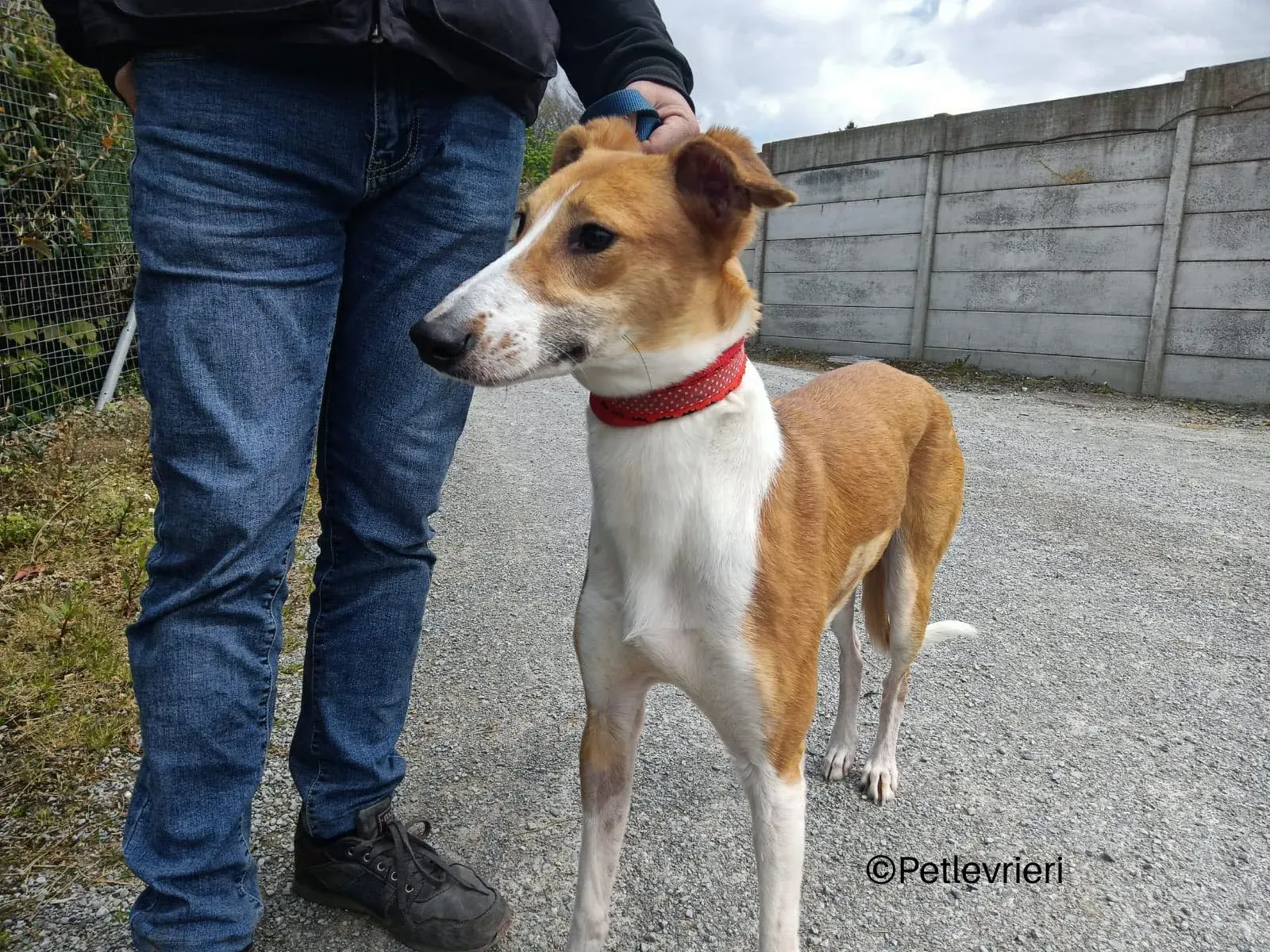sunshine lurcher whippet petlevrieri 09