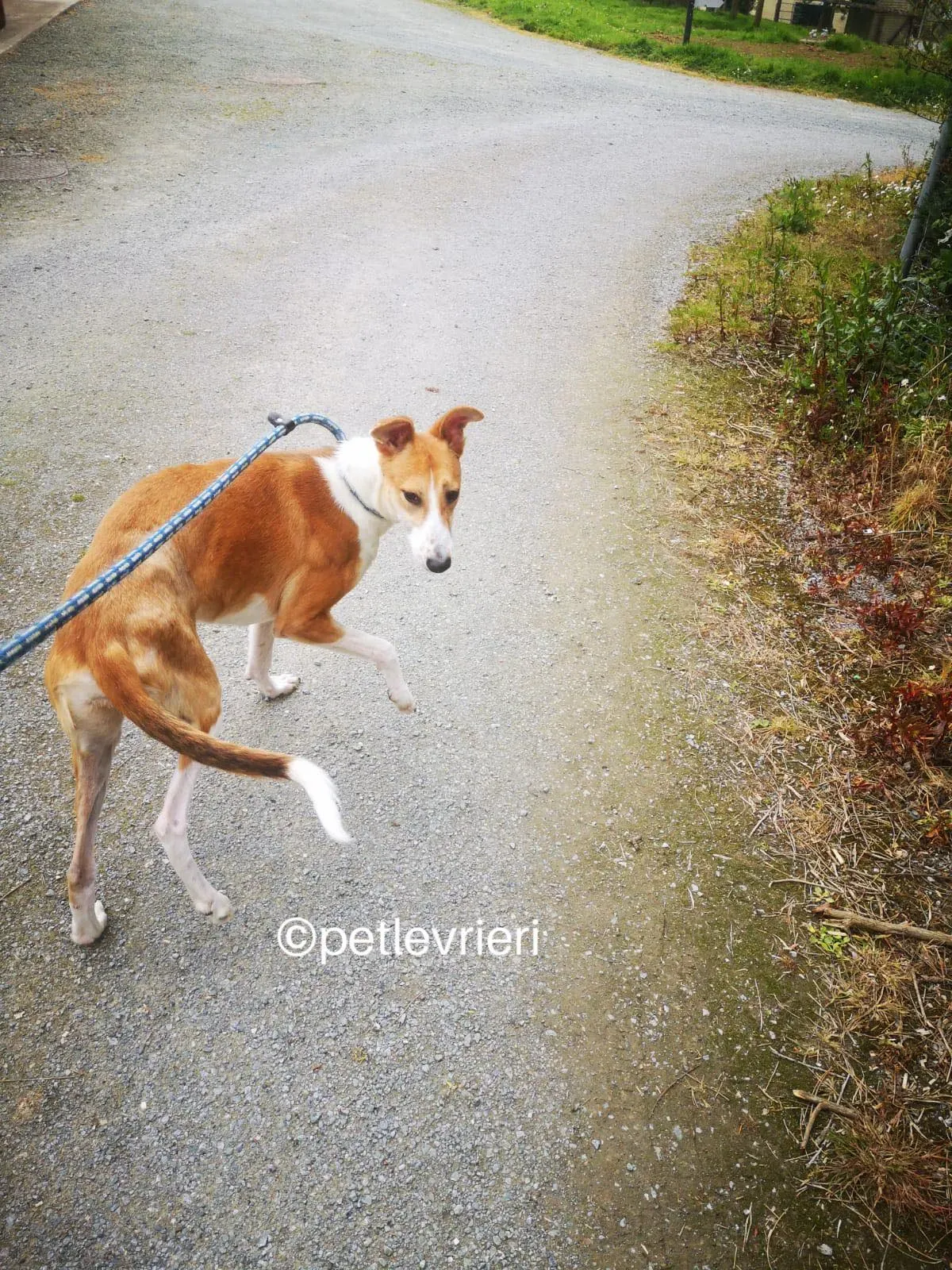 sunshine whippet lurcher adozione petlevrieri 01