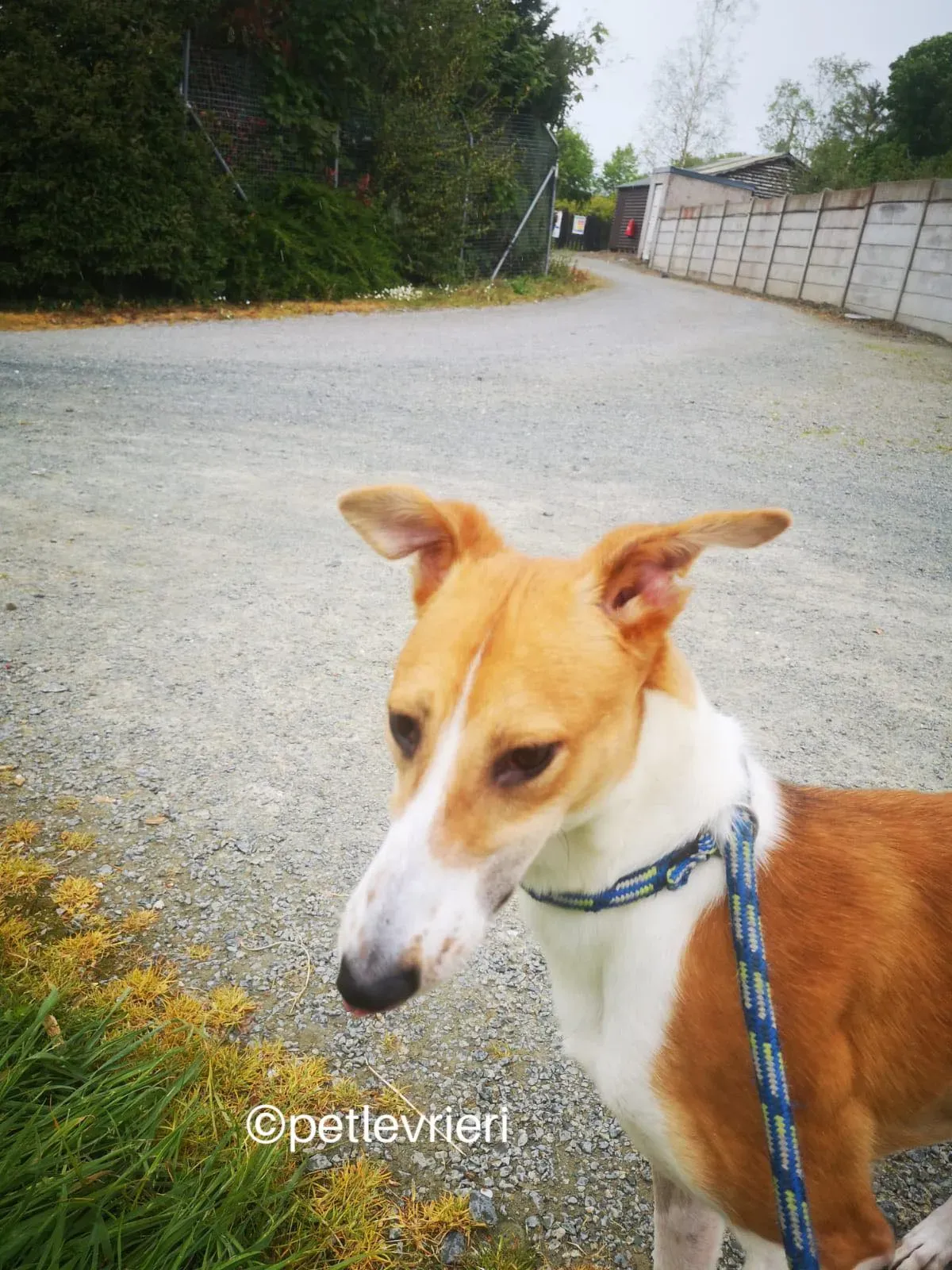 sunshine whippet lurcher adozione petlevrieri 02