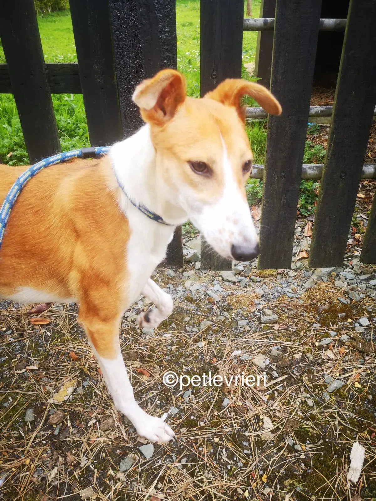 sunshine whippet lurcher adozione petlevrieri 03