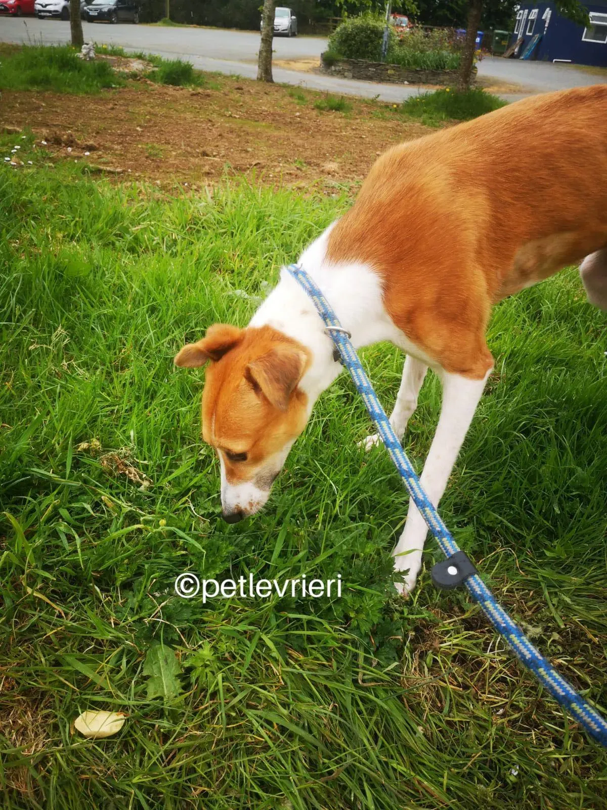 sunshine whippet lurcher adozione petlevrieri 05