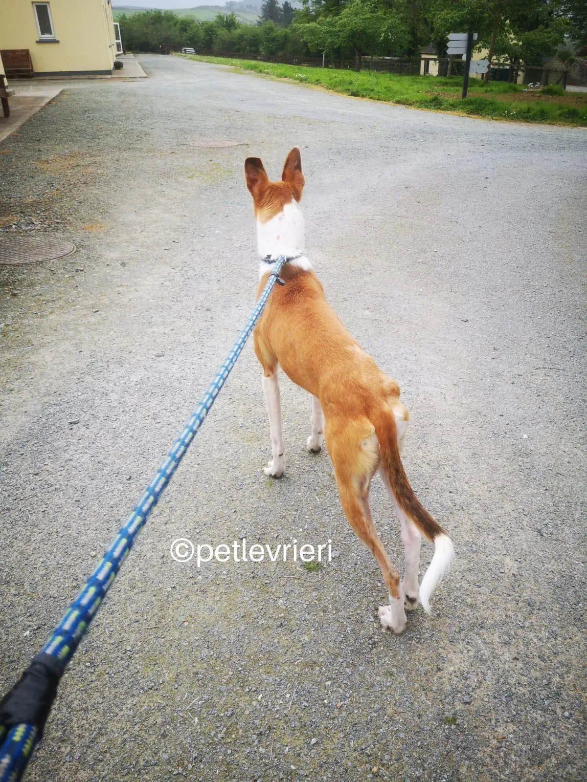 sunshine whippet lurcher adozione petlevrieri 06