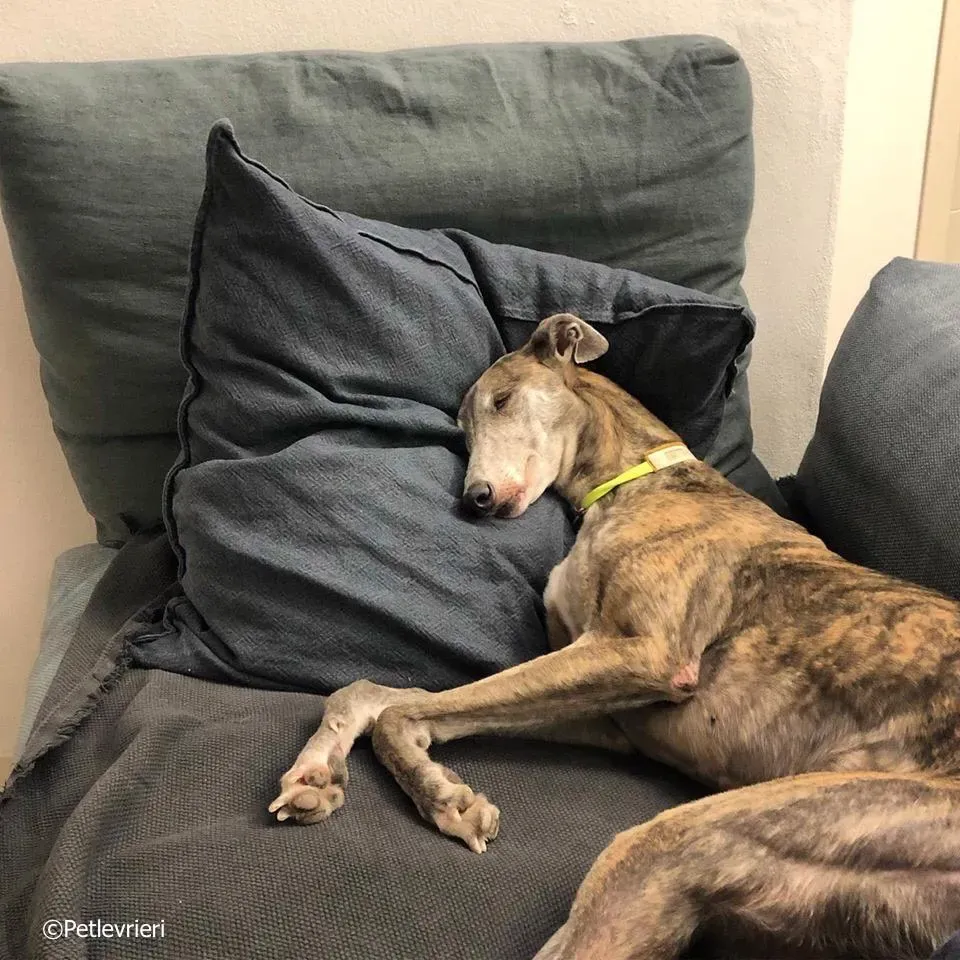 sure outstanding adozione greyhound macao 1