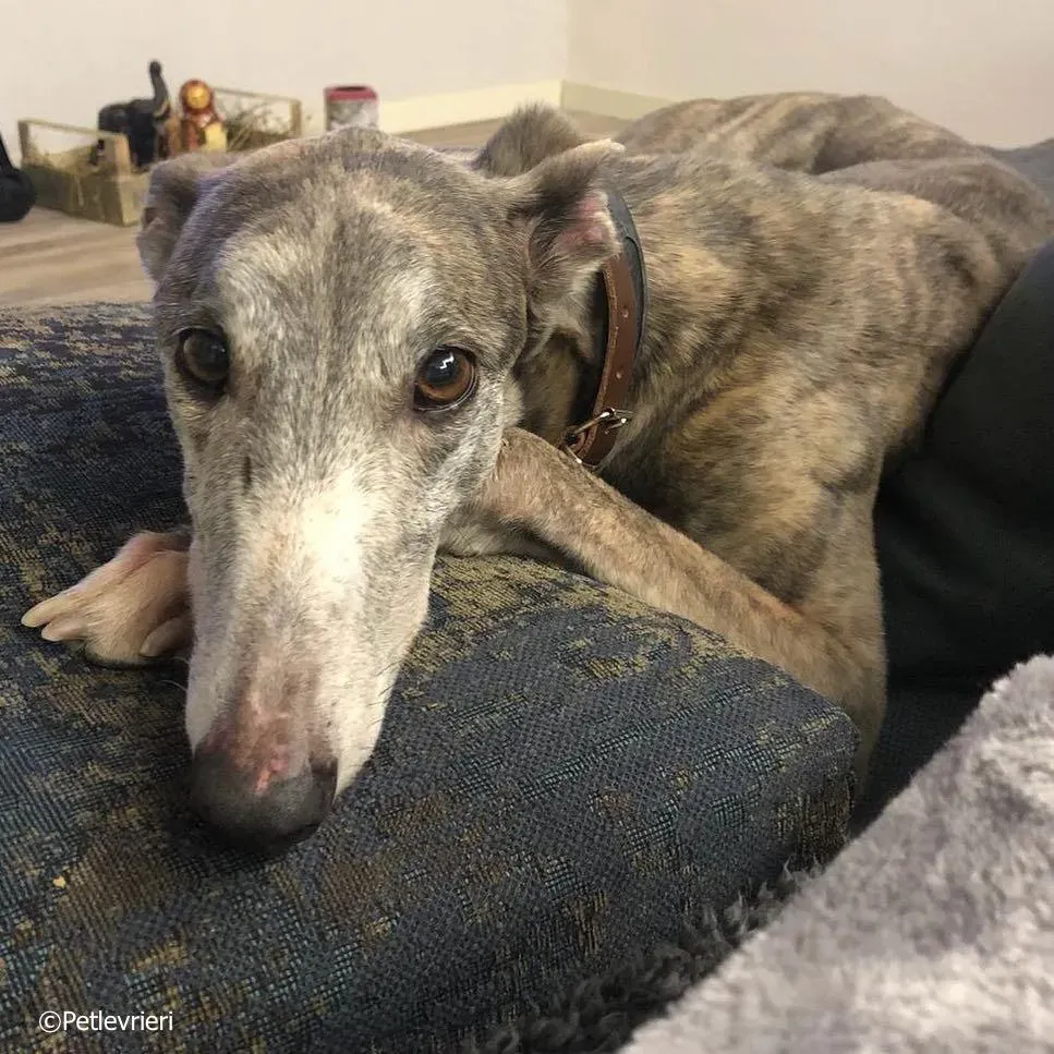 sure outstanding adozione greyhound macao 2