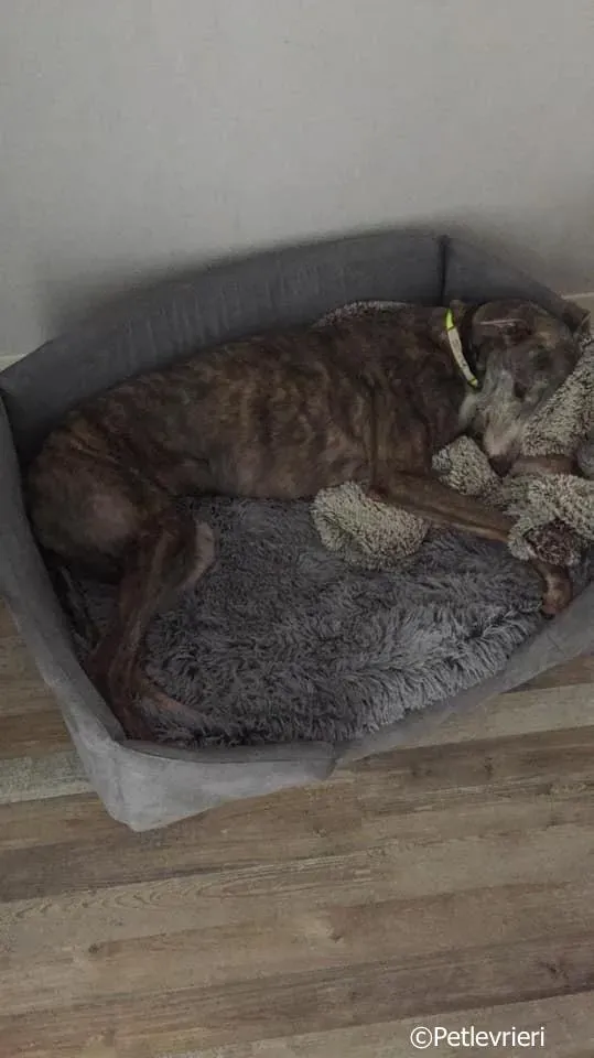 sure outstanding adozione greyhound macao 3