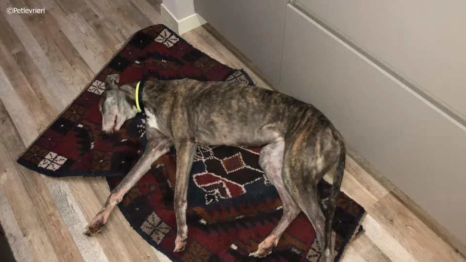 sure outstanding adozione greyhound macao 4