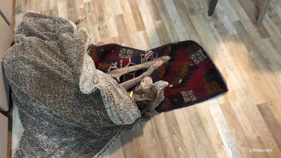 sure outstanding adozione greyhound macao 5