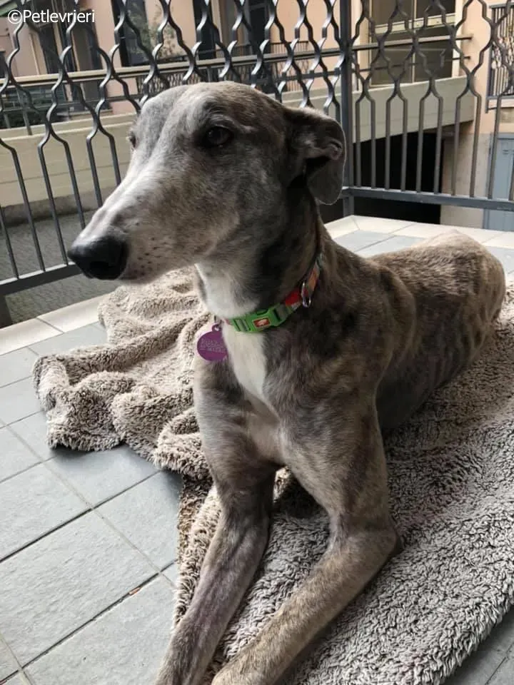 sure outstanding adozione greyhound macao 6