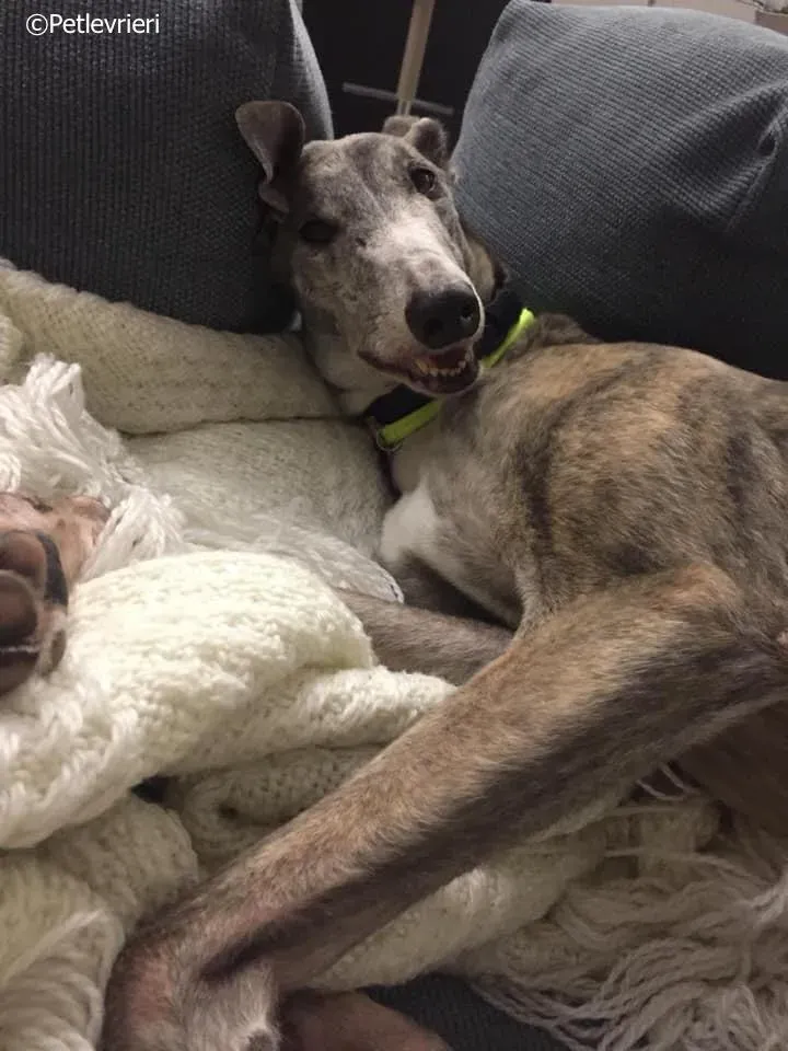 sure outstanding adozione greyhound macao 7