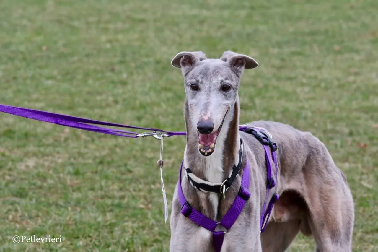 sure sure double adozione greyhound macao 1 1