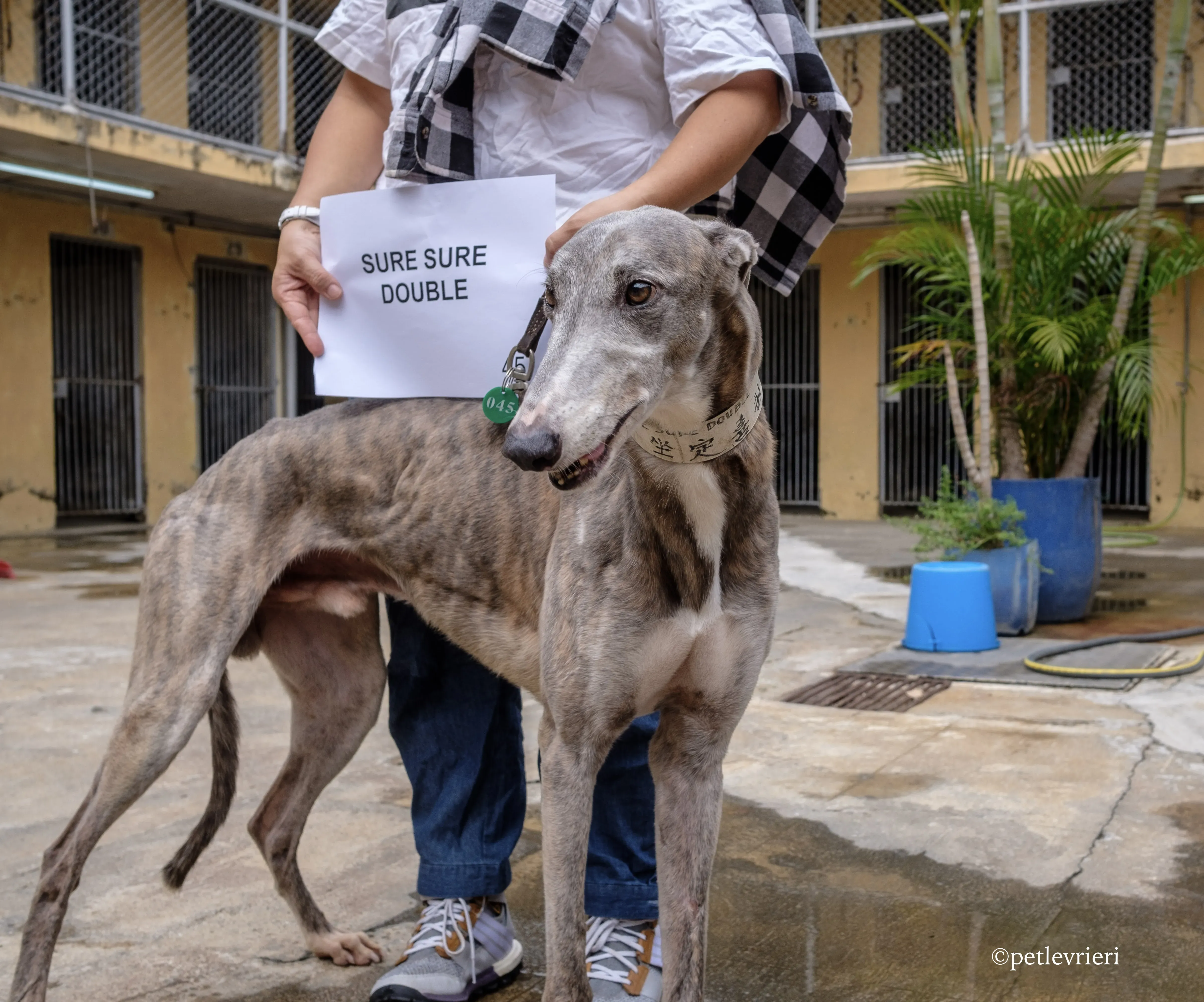 sure sure double adozione greyhound macao 1