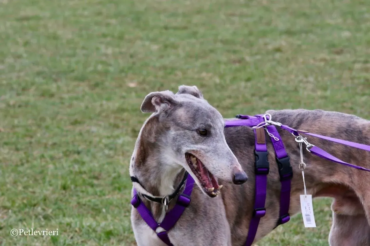 sure sure double adozione greyhound macao 10 1