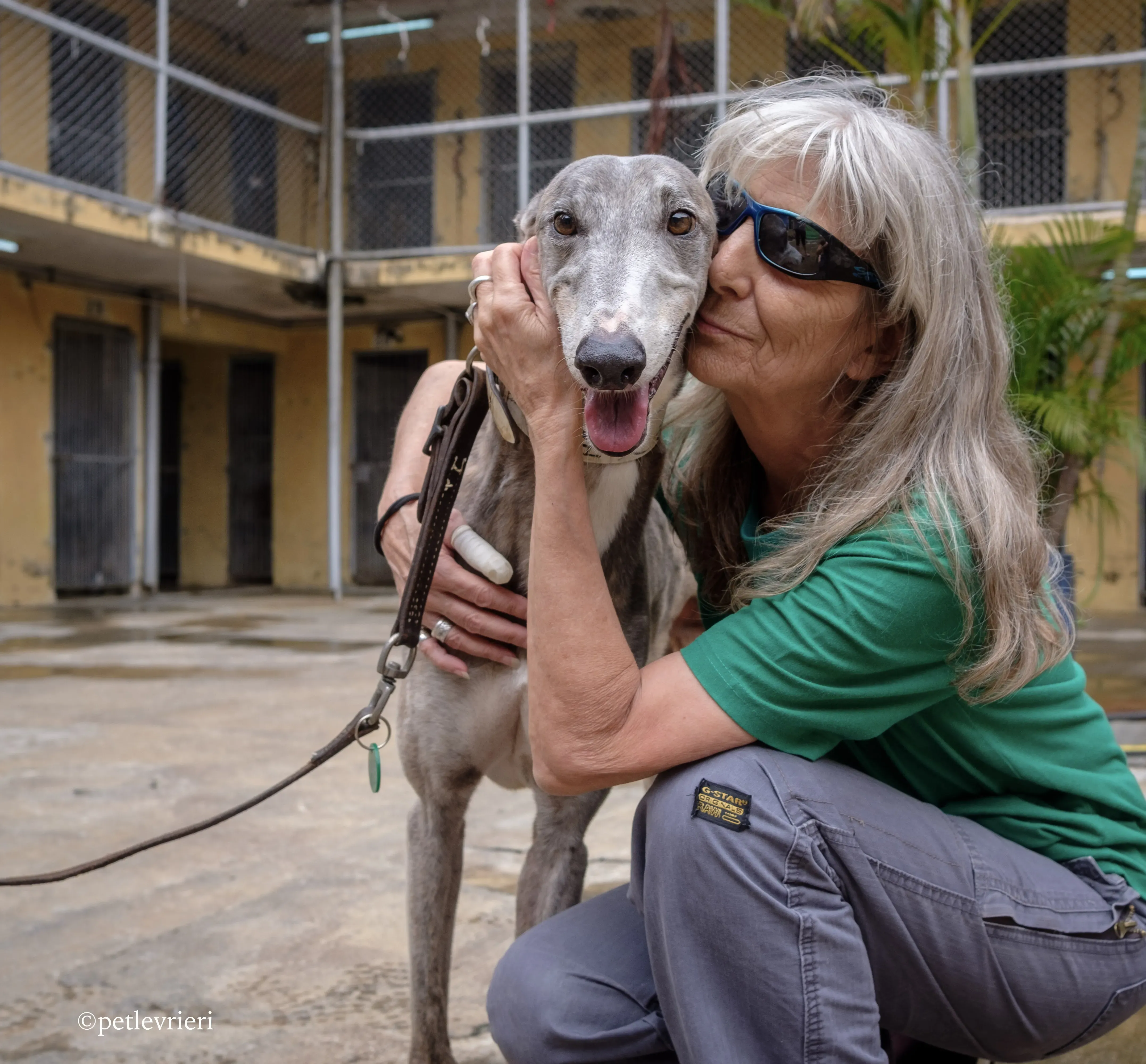 sure sure double adozione greyhound macao 10