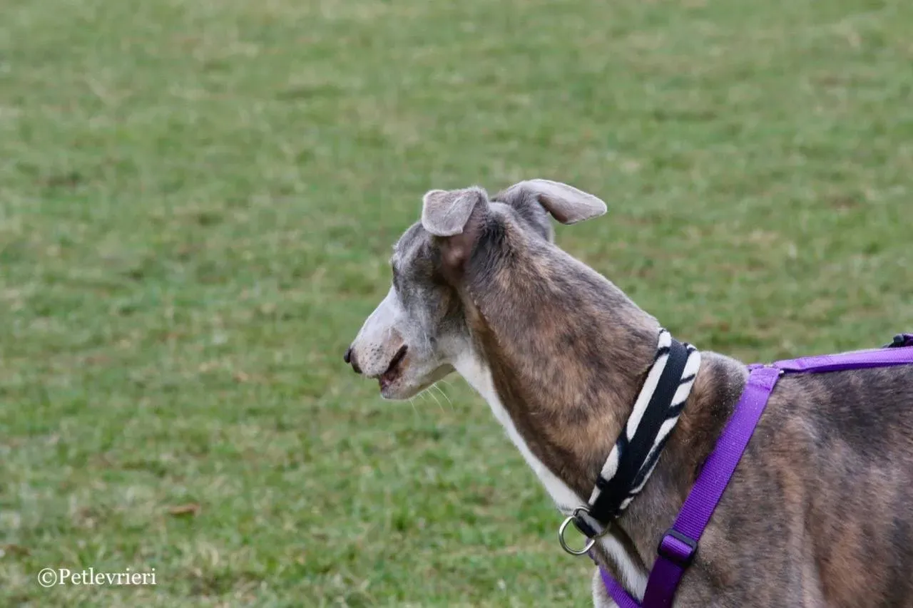 sure sure double adozione greyhound macao 11 1