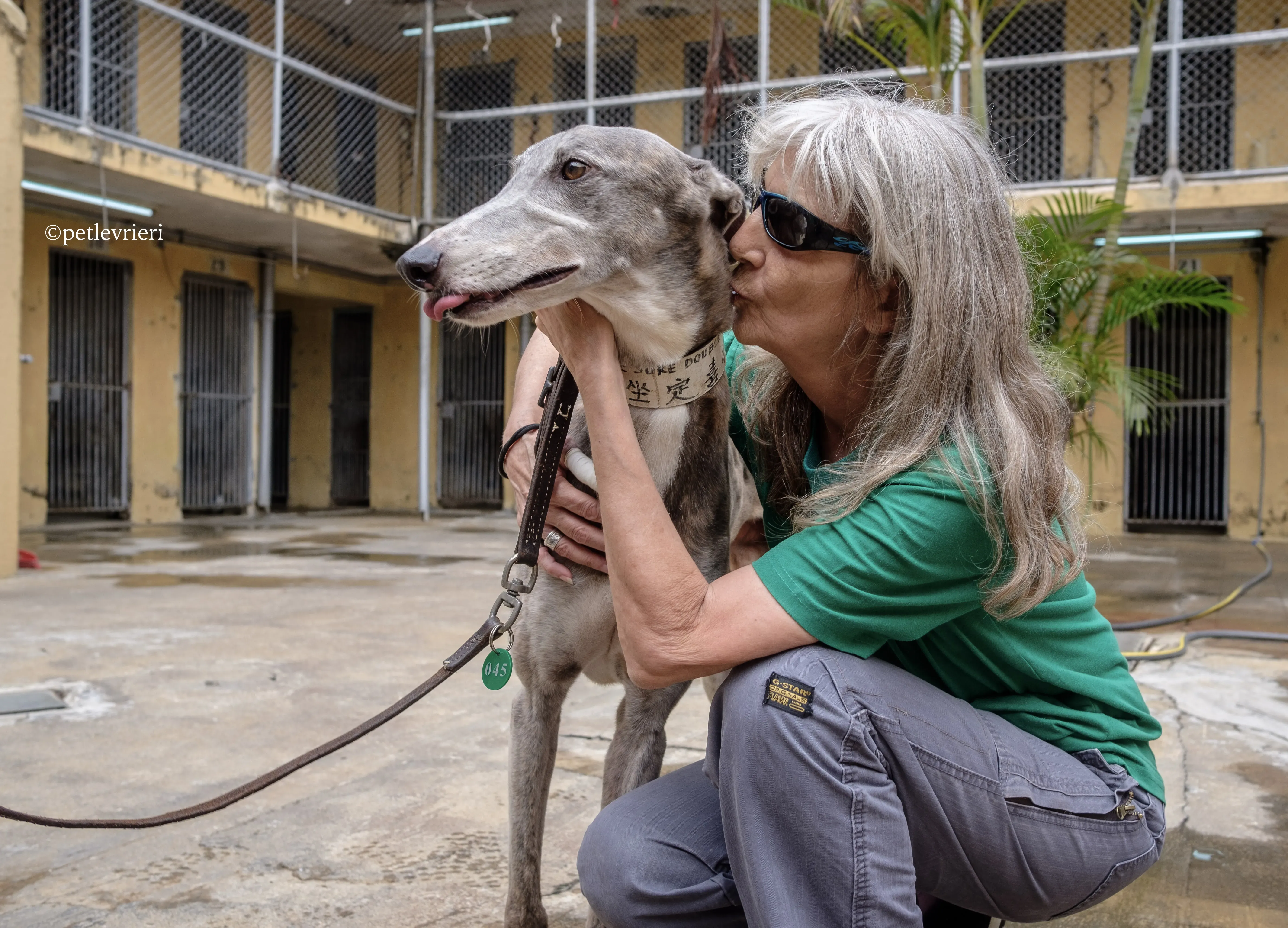 sure sure double adozione greyhound macao 11