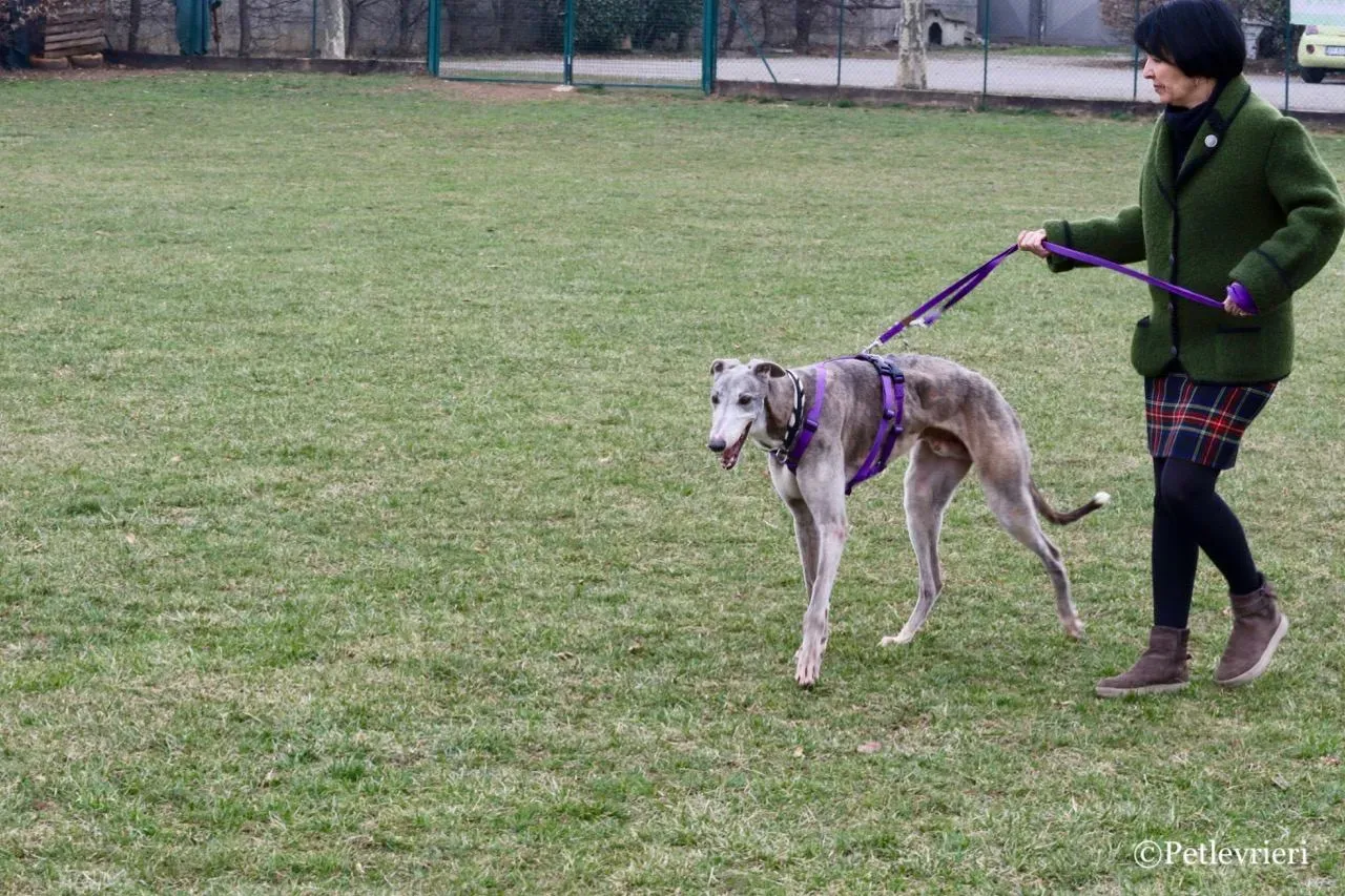 sure sure double adozione greyhound macao 12 1