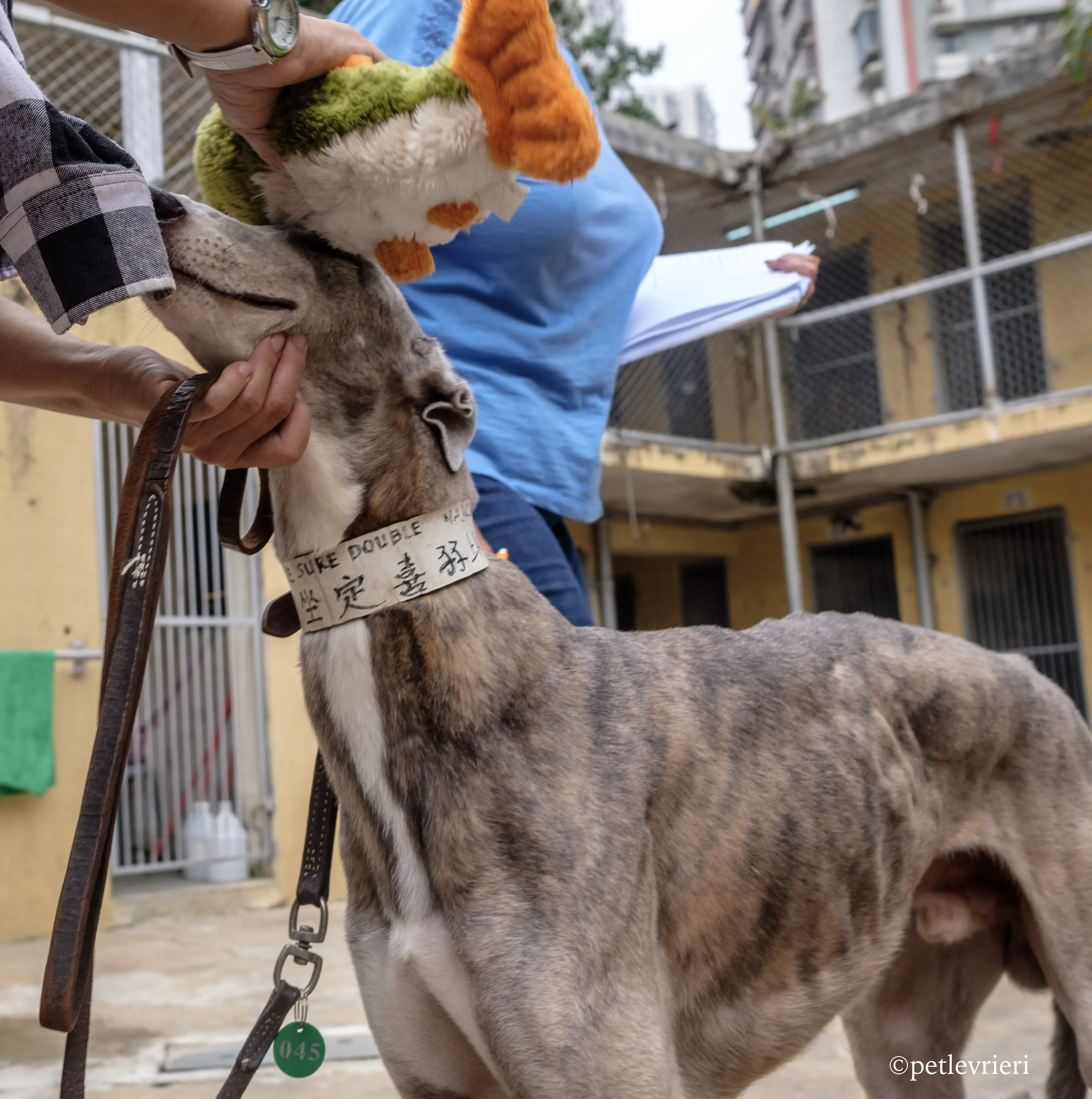 sure sure double adozione greyhound macao 12