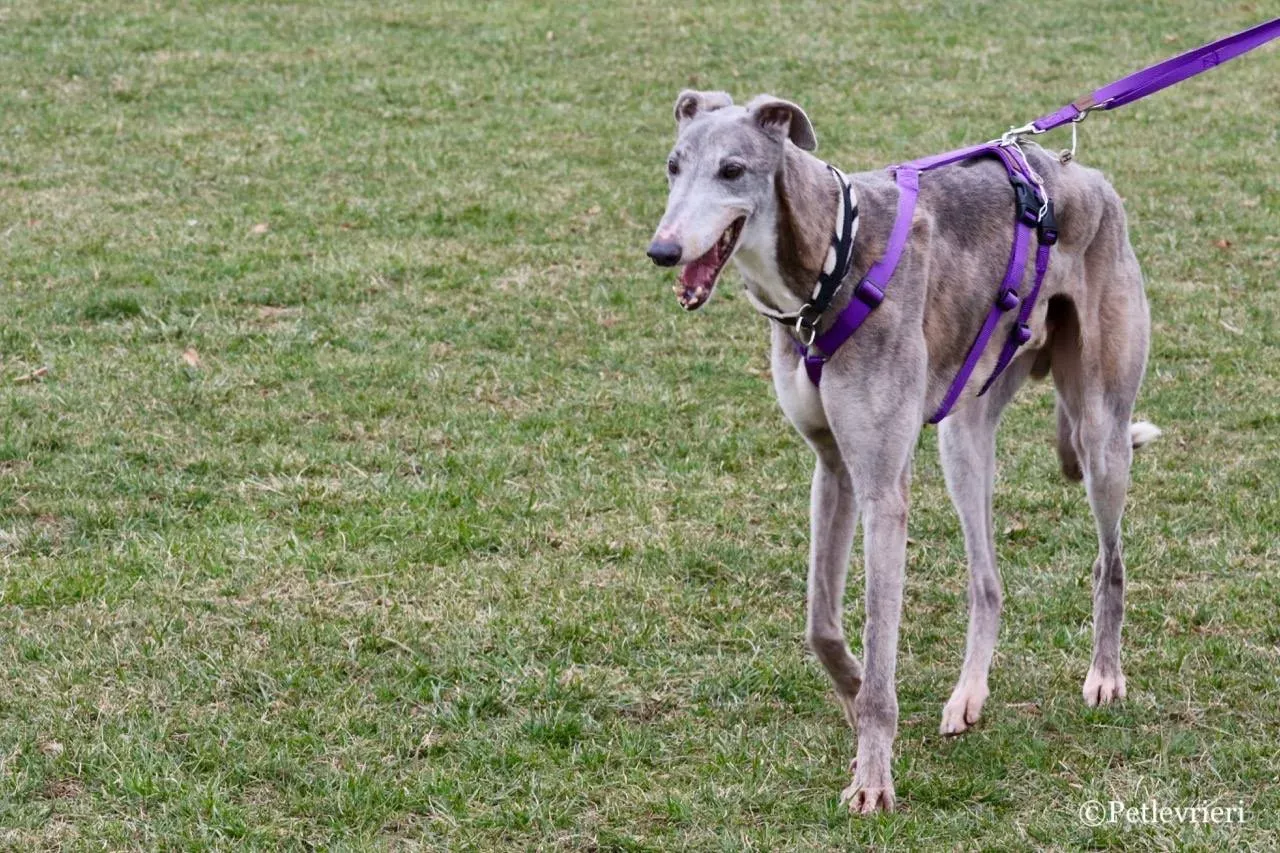 sure sure double adozione greyhound macao 13 1