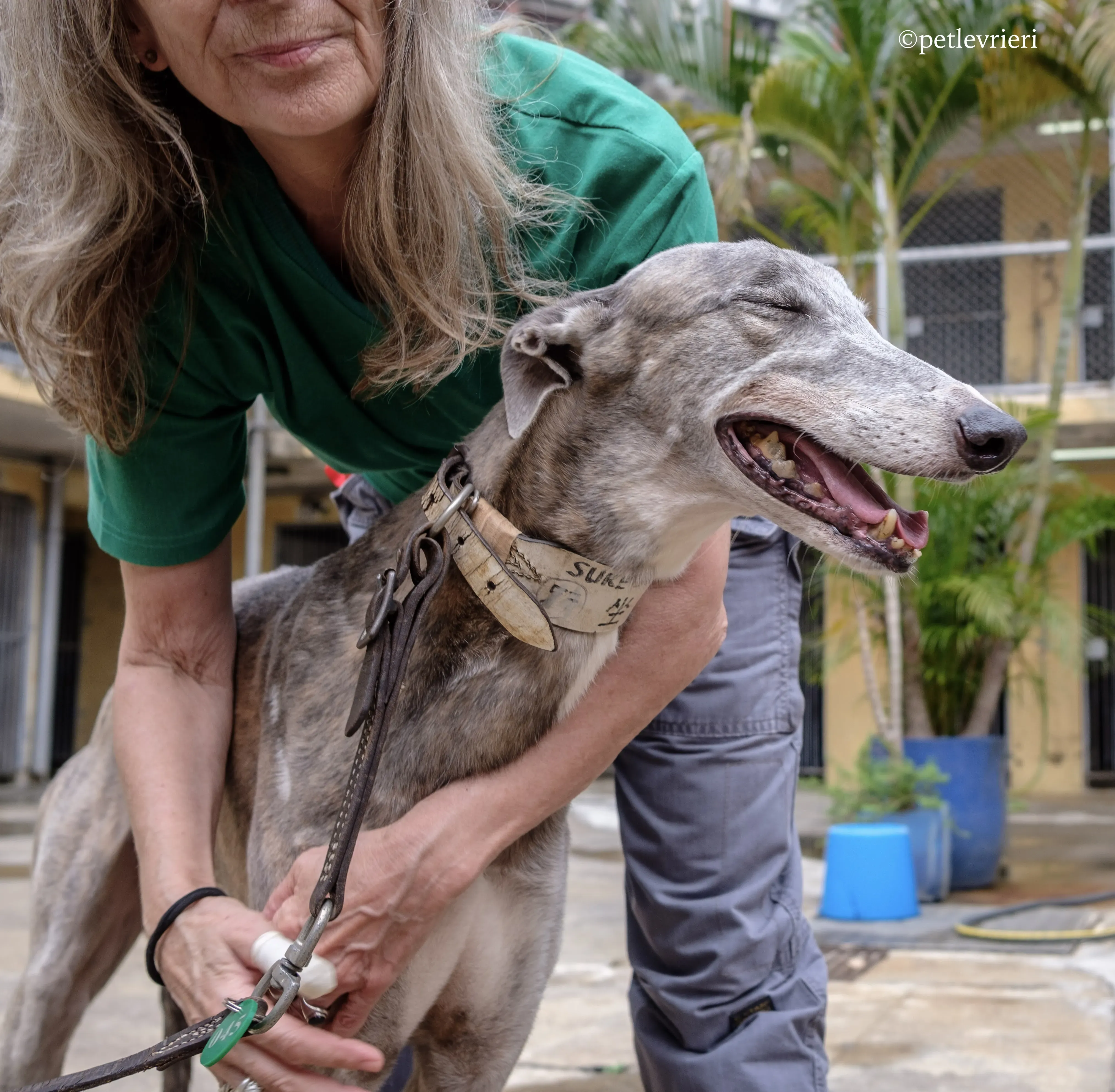 sure sure double adozione greyhound macao 13