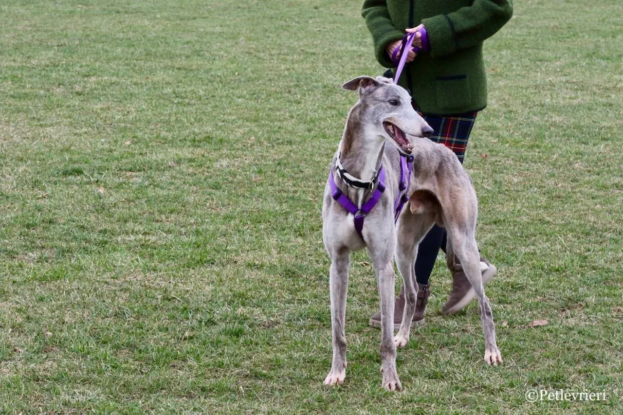 sure sure double adozione greyhound macao 14 1