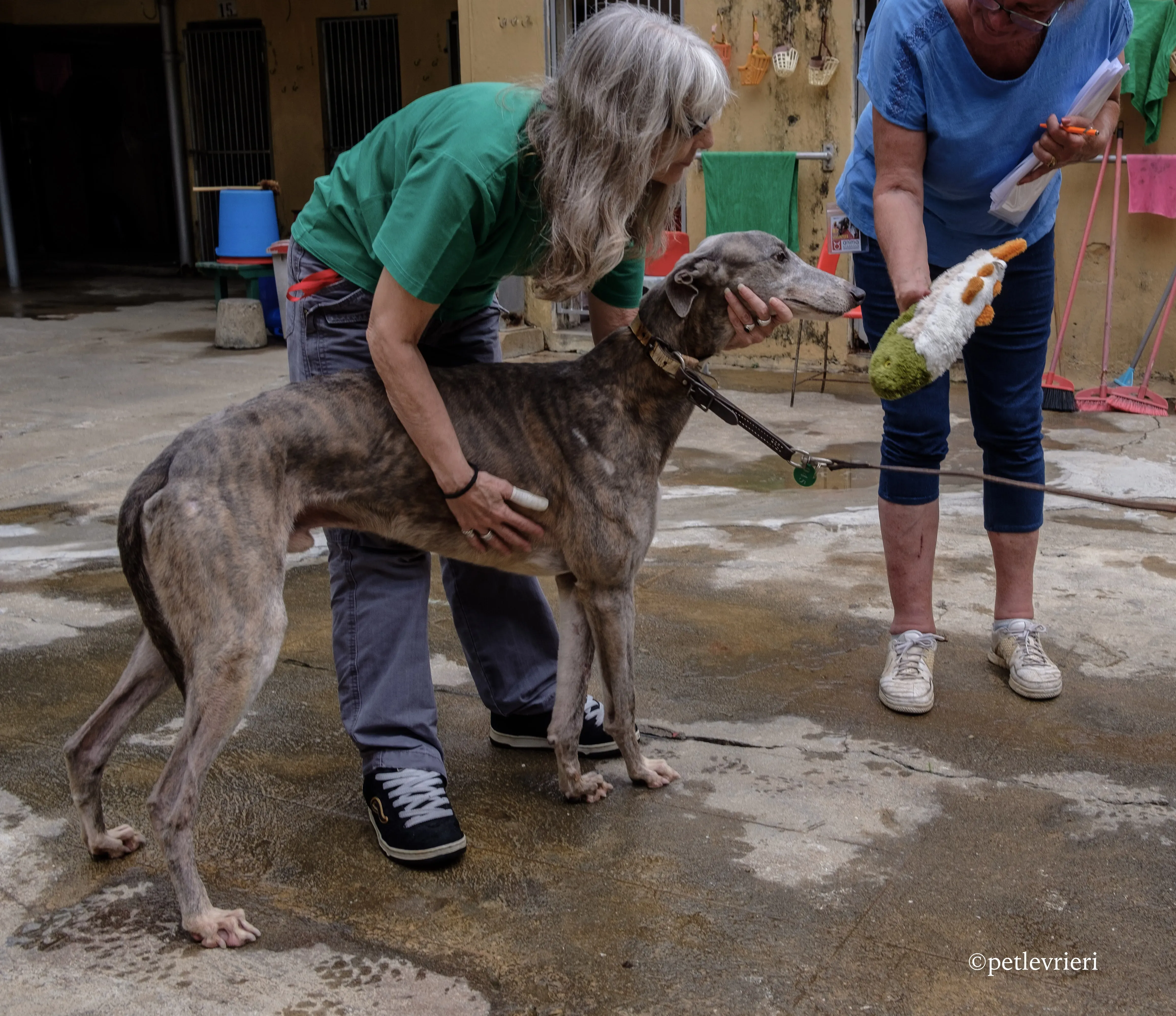 sure sure double adozione greyhound macao 14