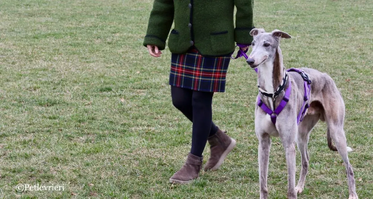 sure sure double adozione greyhound macao 15 1