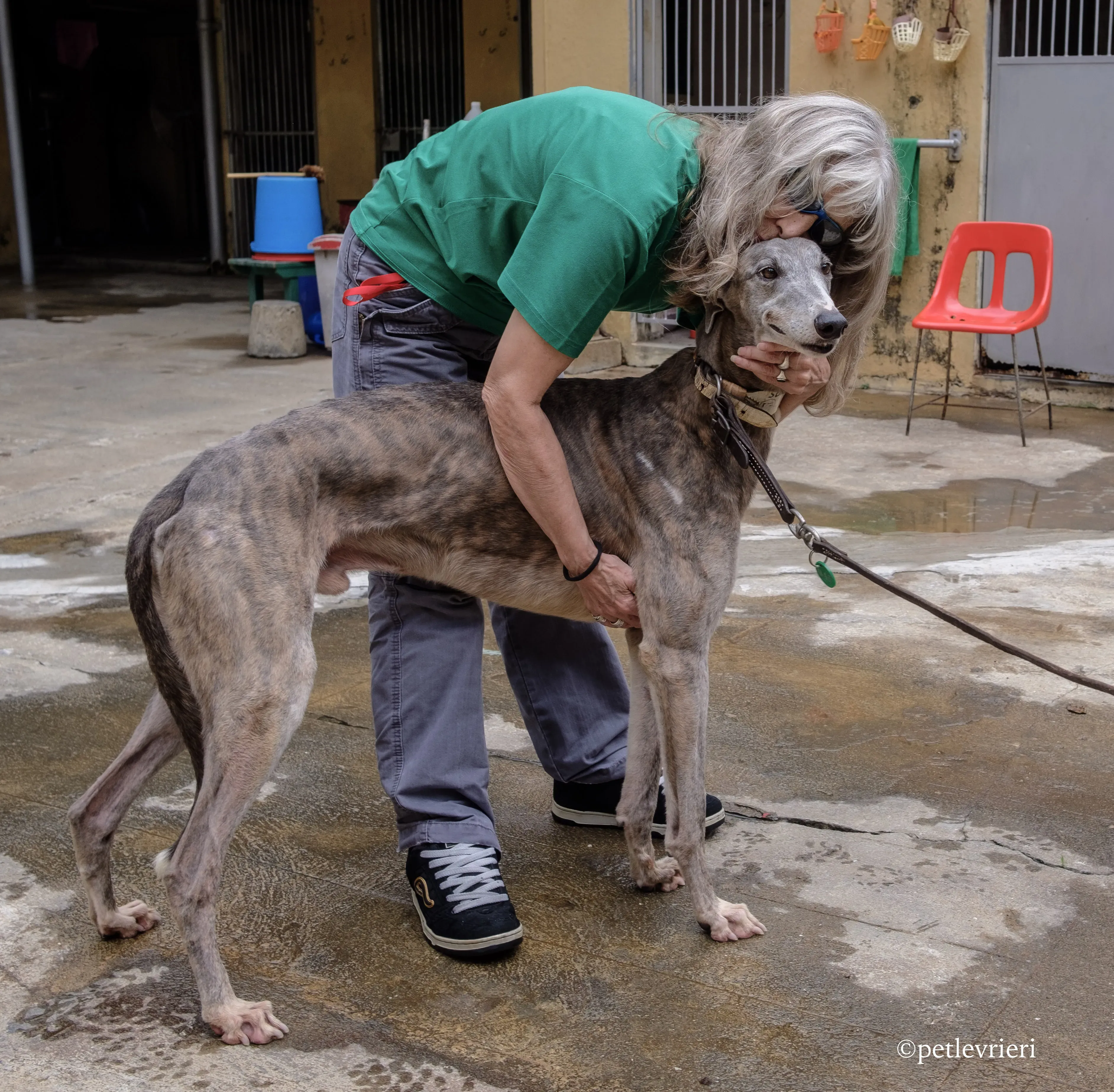 sure sure double adozione greyhound macao 15