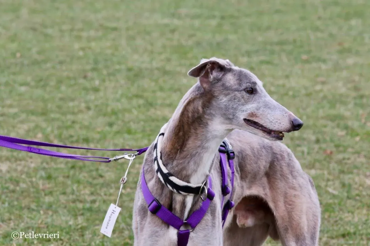 sure sure double adozione greyhound macao 16 1