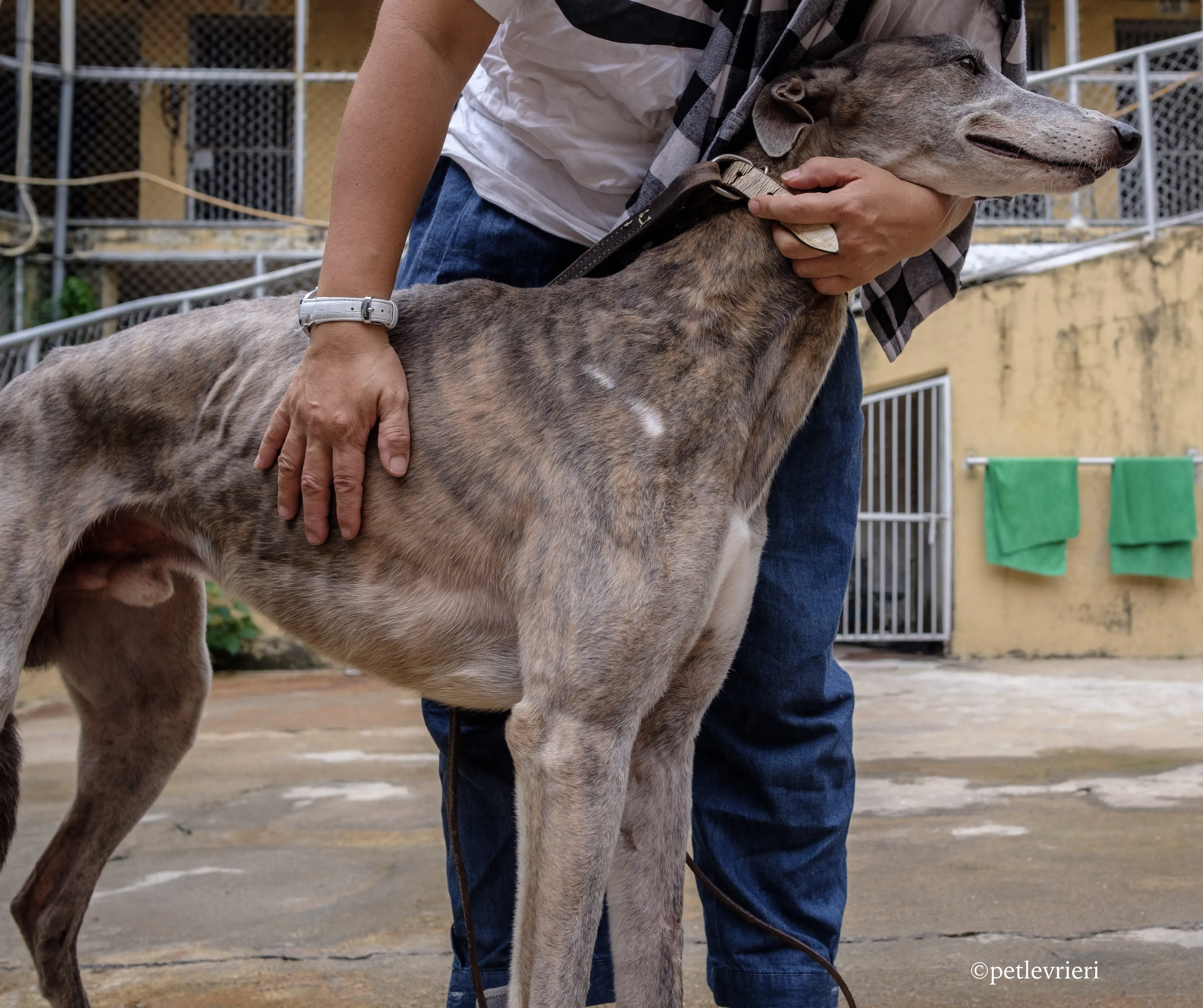 sure sure double adozione greyhound macao 16