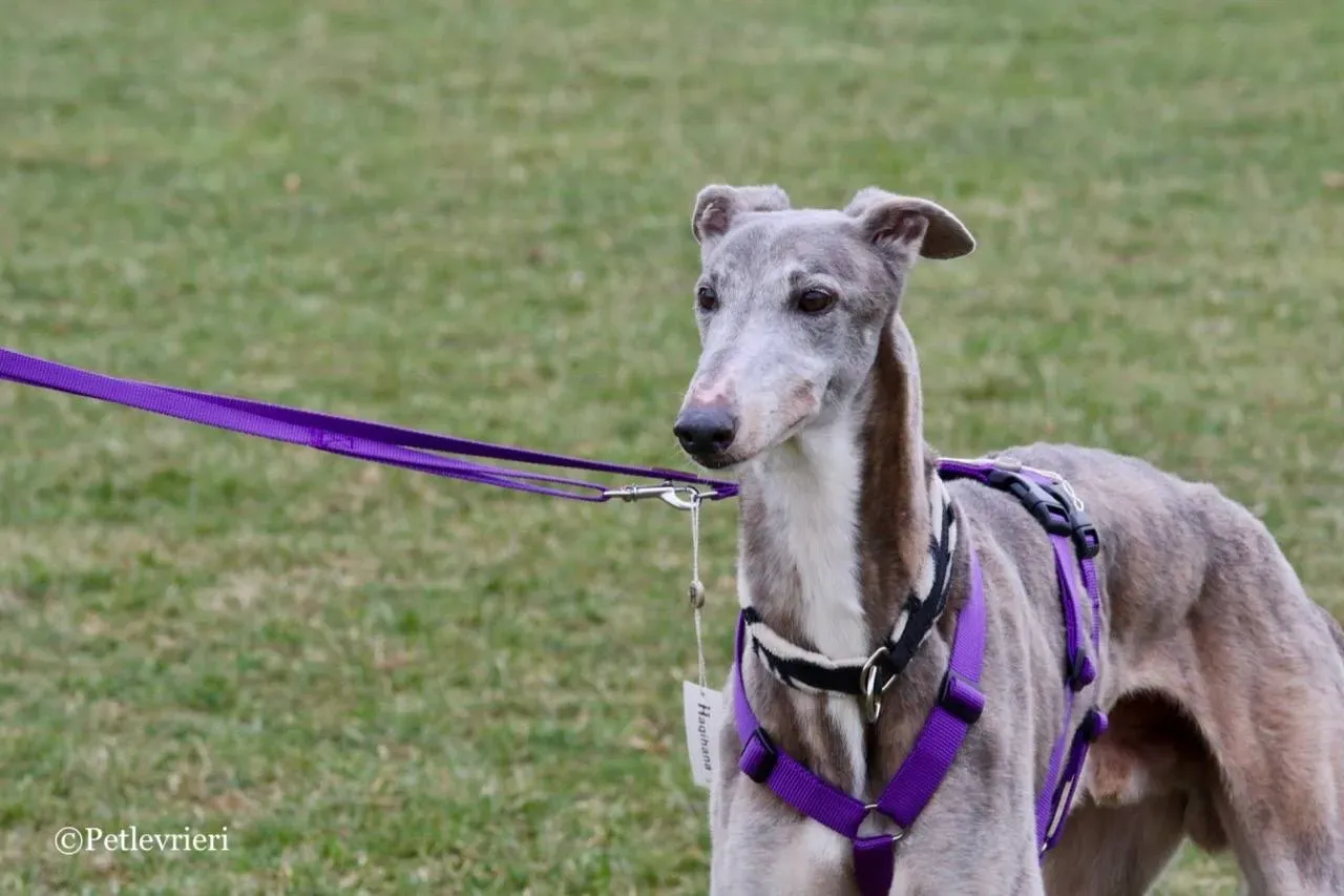 sure sure double adozione greyhound macao 17 1